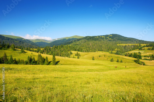 Obraz na płótnie countryside scenery with meadow in mountains of ukraine. wide rolling rural landscape with fields and forested hills on a summer morning. beauty of green carpathian nature in july w salonie