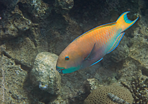 Steep-headed parrot-fish, scientific name is Chlorurus gibbus, it belongs to the family Scaridae, inhabits coral reefs, has teeth resembling parrot beak, it changes body color during life cycle