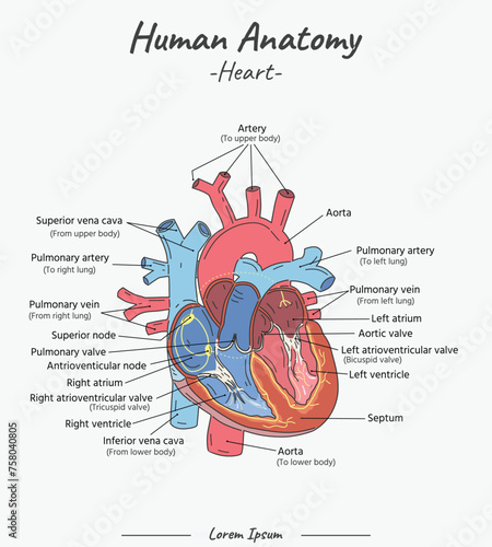 Human Anatomy - Heart vector illustration with text