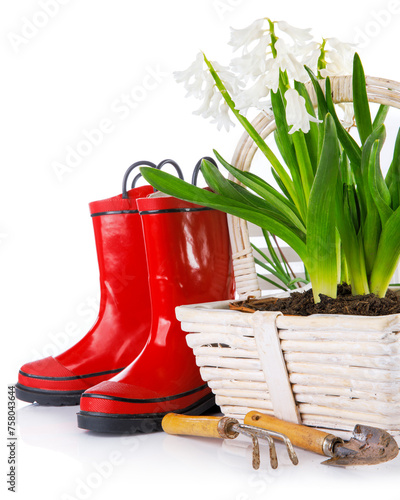 Spring flowers in basket with garden tools peat pot with soil. Bunch white hyacinth. Gardening flower-growing, isolated on background.