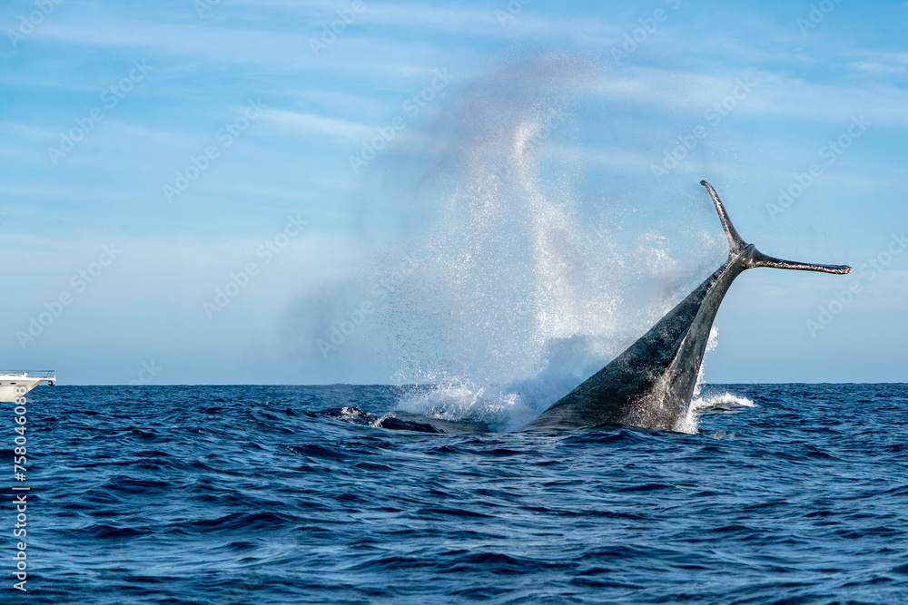 Fototapeta premium humpback whale tail slapping in cabo san lucas