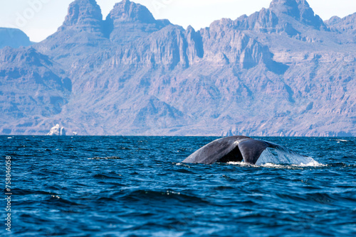 blue whale in loreto bay baja california sur