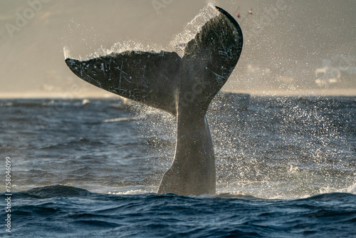humpback whale tail slapping in cabo san lucas photo