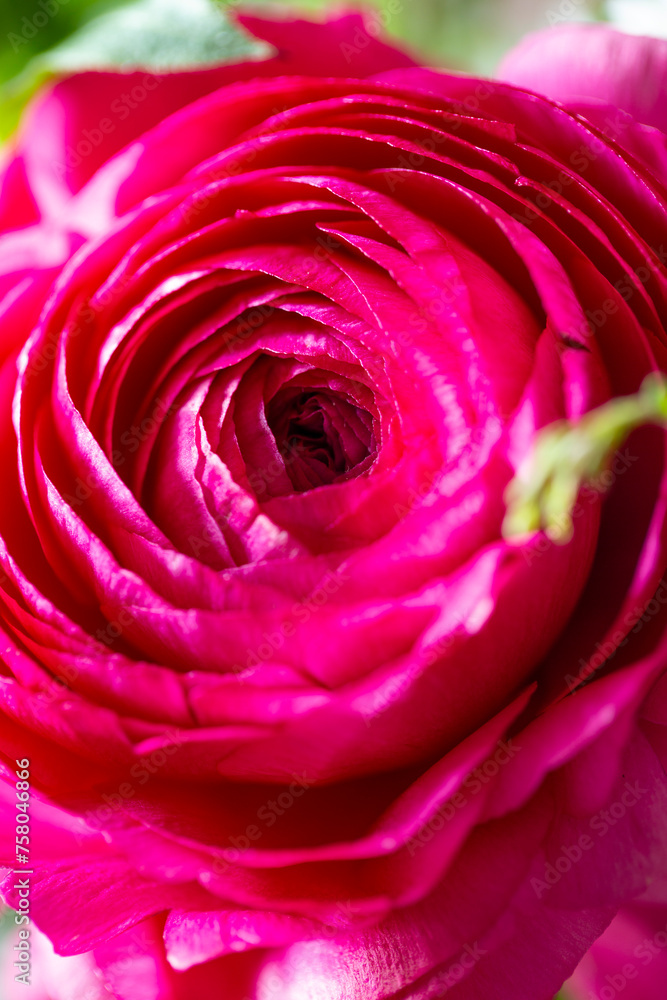 Pinkfarbene Ranunkel - Nahaufnahme der Blüte. Pinkfarbene Ranunkel - Nahaufnahme der Blüte.