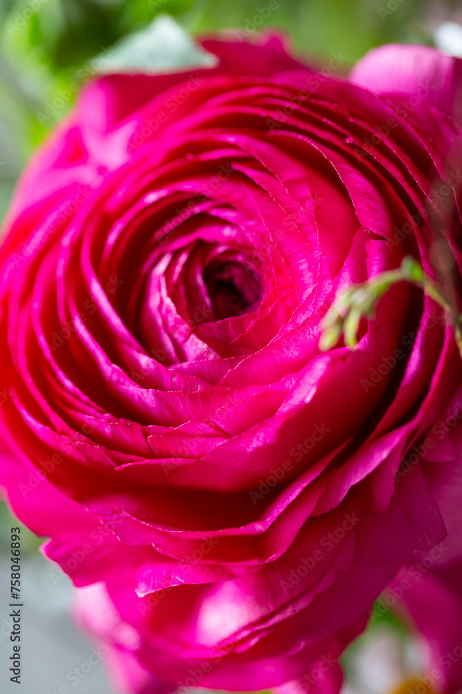 Obraz premium Pinkfarbene Ranunkel - Nahaufnahme der Blüte.