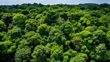 Drone view  lush forest canopy absorbing co2 for carbon neutrality and net zero emissions