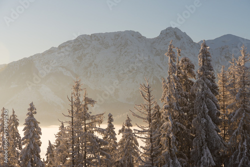 Fototapeta Naklejka Na Ścianę i Meble -  Giewont mountain in morning sun, Poland Tatra Mountains with fog in the valley and trees in foreground. Cloudless sky. View from Gubalowka Mountain in Zakopane Town and Koscielisko Village.