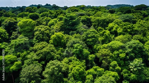 Drone view lush forest canopy absorbing co2 for carbon neutrality and net zero emissions