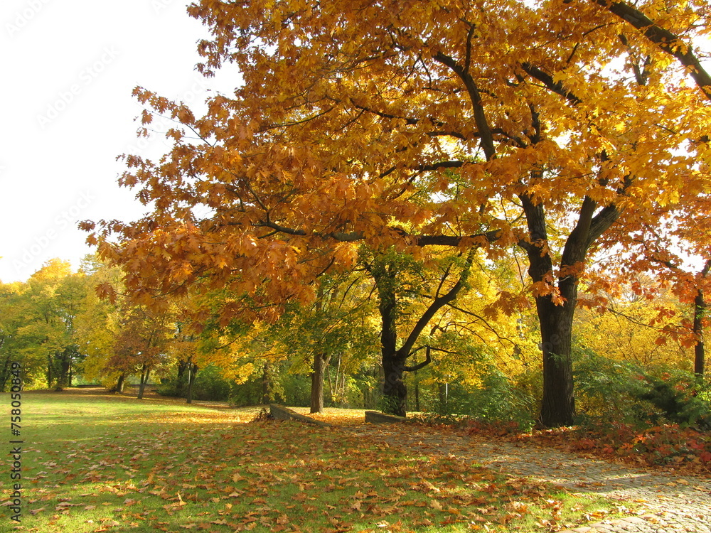 Bäume im Herbst im Park