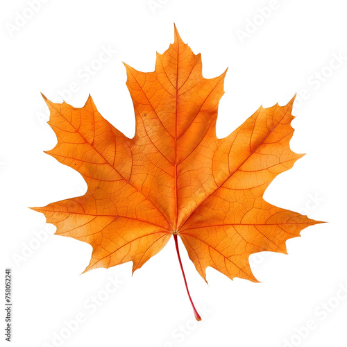 Maple leaf isolated on transparent background Generative Ai