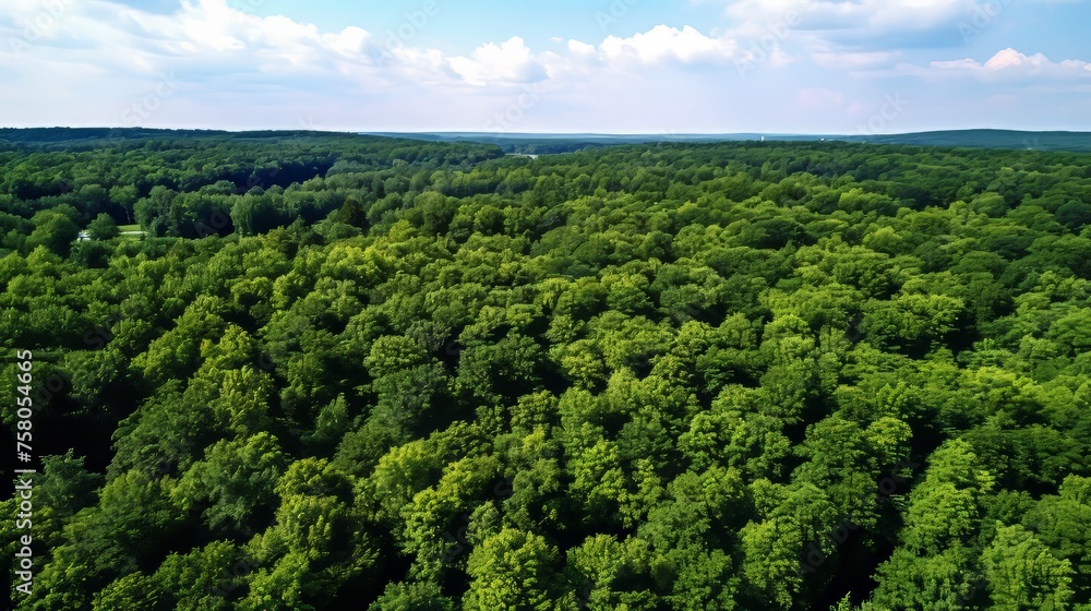 Drone captures green forest canopy for carbon neutrality efforts in nature conservation Drone captures green forest canopy for carbon neutrality efforts in nature conservation