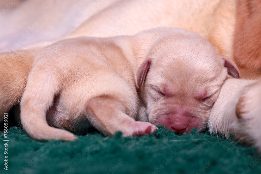 Obraz premium The blonde Labrador puppy has nestled against its mother's paw, sleeping peacefully.