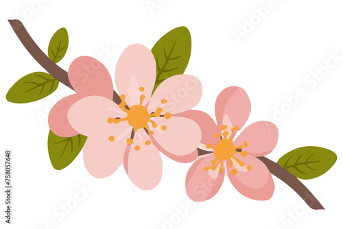 A branch with pink flowers on a white background. The concept of spring and blossoming. © beast01