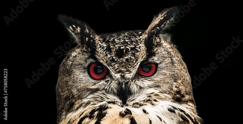 A close look of the red eyes of a horned owl on a dark background.