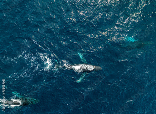 Humpback Whales in Sunny Cabo San Lucas Baja California Sur Mexico
