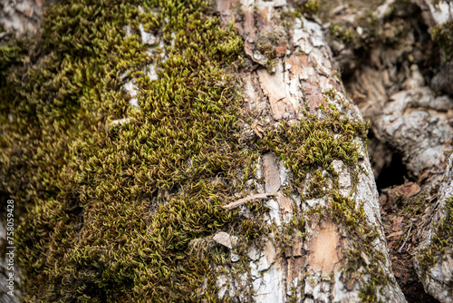 An old tree trunk overgrown with moss