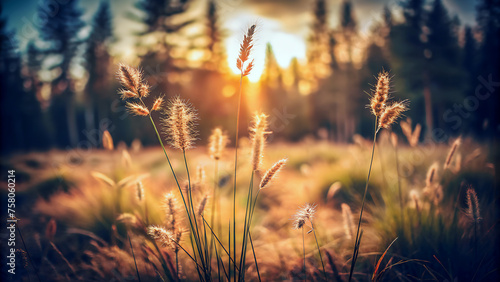 Wallpaper Mural Paisaje de flores silvestres en verano. Hierba silvestre en el bosque al atardecer. Imagen macro de espigas silvestres con fondo borroso. Torontodigital.ca