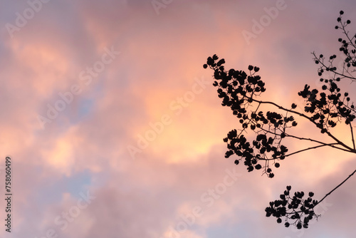 燃えるような夕焼けの雲を背景に枯れた冬のサルスベリのシルエット photo