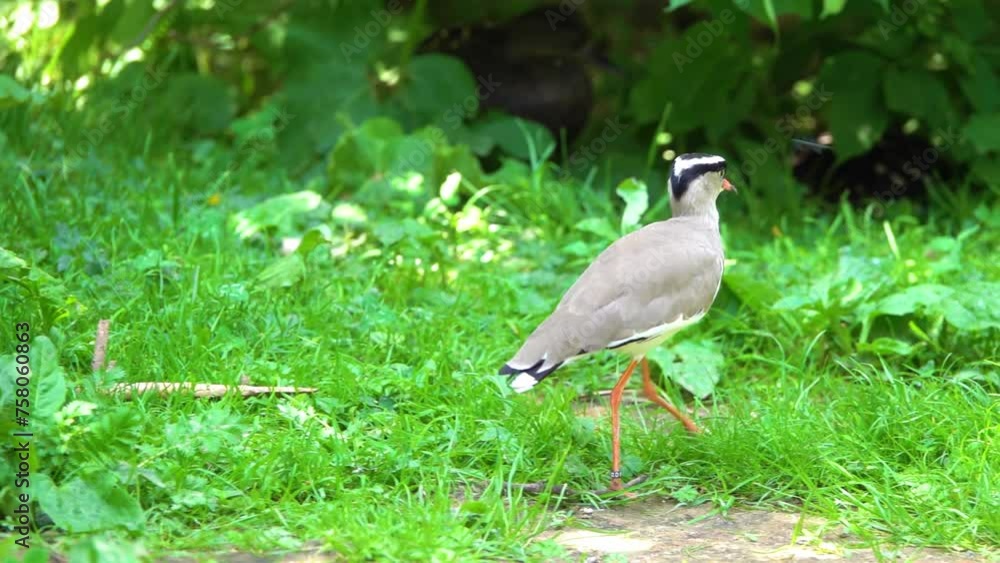 Crowned lapwing (Vanellus coronatus), or crowned plover, is bird of lapwing subfamily that occurs contiguously from Red Sea coast of Somalia to southern and southwestern Africa. Crowned lapwing (Vanellus coronatus), or crowned plover, is bird of lapwing subfamily that occurs contiguously from Red Sea coast of Somalia to southern and southwestern Africa.