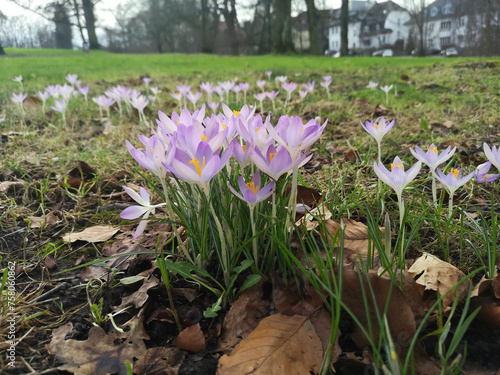 Crocuses in a meadow with autumn leaves