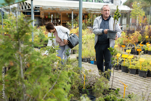 Elderly man and a woman buy a taxus plant at an open air market photo