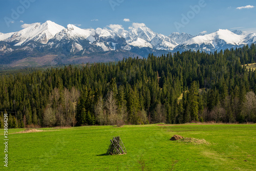 Fototapeta Naklejka Na Ścianę i Meble -  Spring view from podhale at The High Tatras Mountains (Vysoke Tatry, Tatry Wysokie) in sunny day with cloudless sky. Green grass on the farmland in foreground.