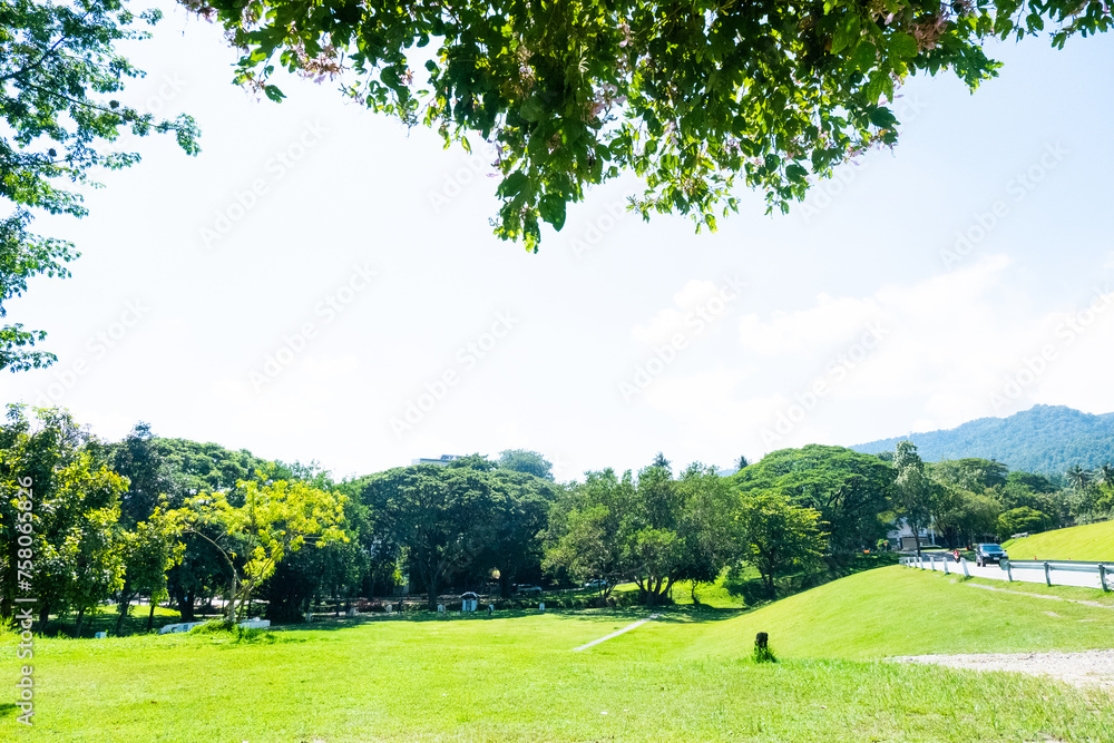 Green forest of deciduous trees with the sun casting its rays of light through the foliage and green grass, nature green wood sunlight backgrounds.