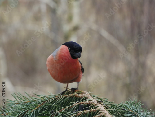 A bullfinch on a blue spruce branch.J