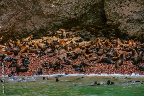 Ballestas Islands, important marine biodiversity and adventure sports for ecotourism in Paracas Ica, Peru