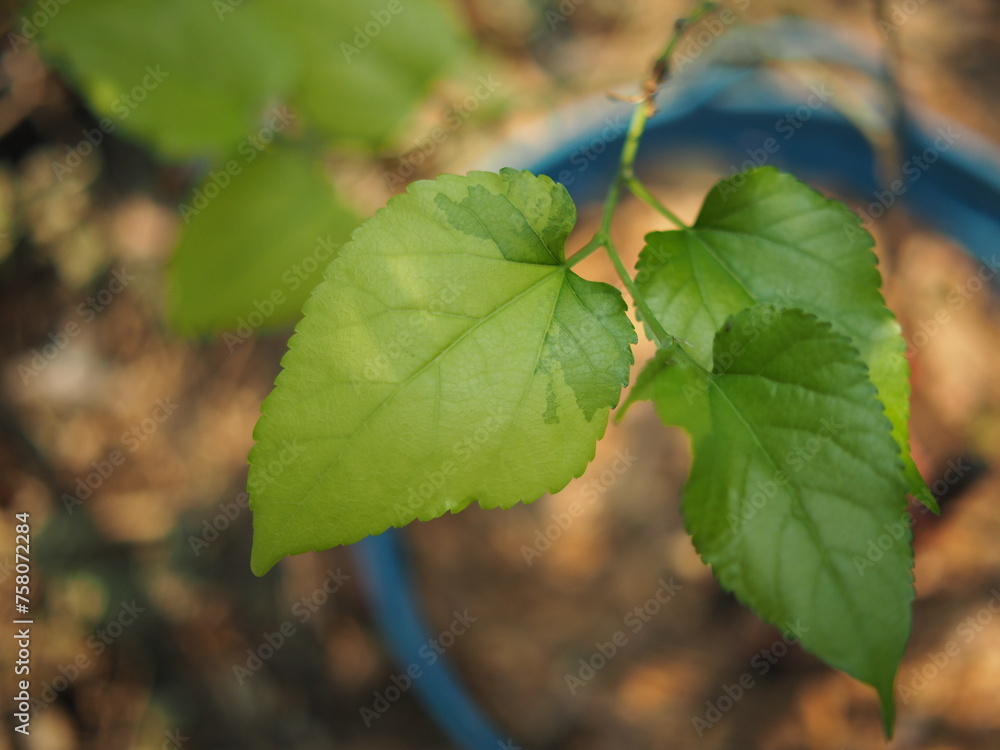 vareigated mulberry leave in hand and clear bueaty full plants vareigated mulberry leave in hand and clear bueaty full plants