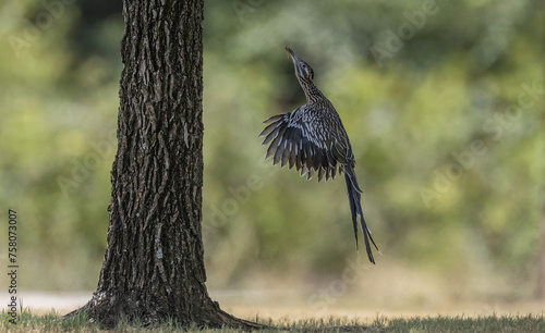 Road runner leaping towards its nest photo