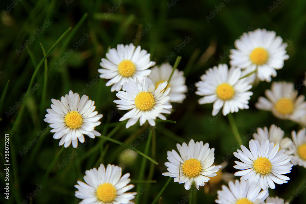 Absolute Beautiful Daisy flower blooming in the park during sunlight of summer day Absolute Beautiful Daisy flower blooming in the park during sunlight of summer day