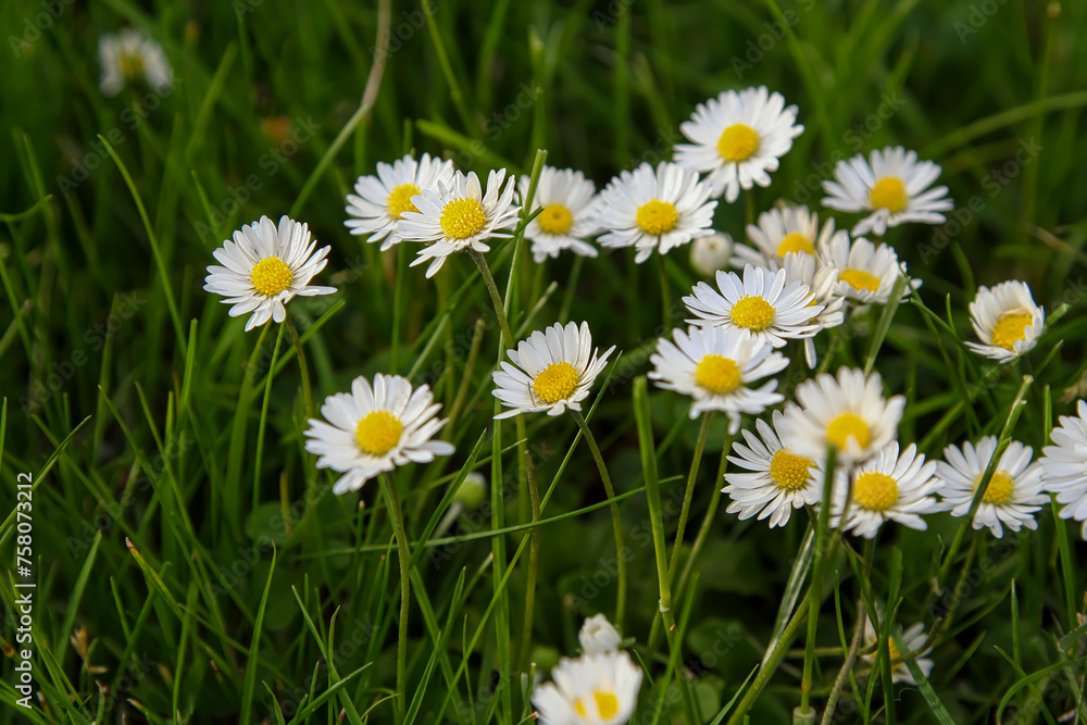 Absolute Beautiful Daisy flower blooming in the park during sunlight of summer day Absolute Beautiful Daisy flower blooming in the park during sunlight of summer day