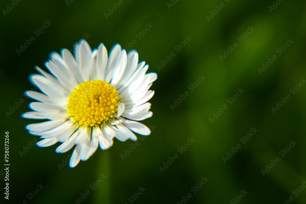 Absolute Beautiful Daisy flower blooming in the park during sunlight of summer day Absolute Beautiful Daisy flower blooming in the park during sunlight of summer day