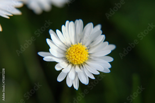 Absolute Beautiful Daisy flower blooming in the park during sunlight of summer day