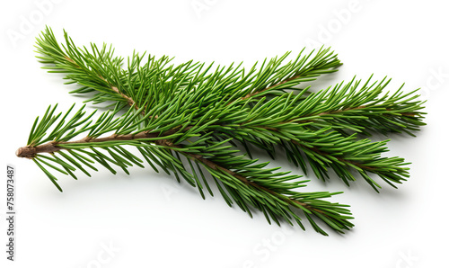 Coniferous branch on a white background.