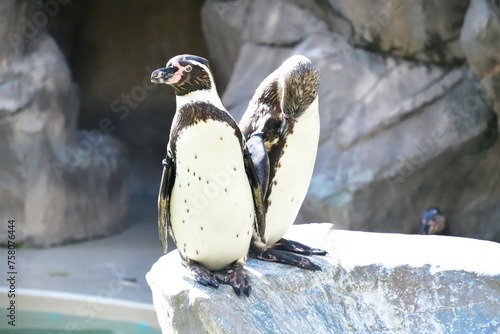 フンボルトペンギンイメージ