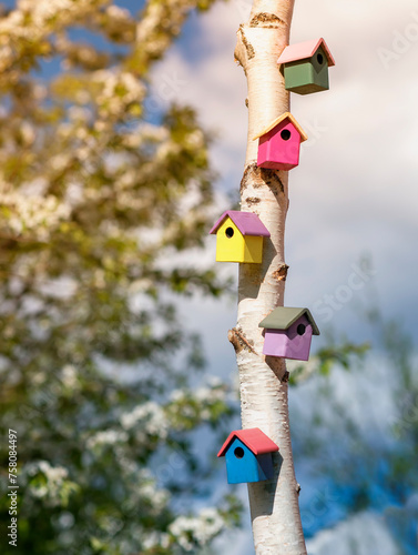 many colorful birdhouses on a tree trunk in a spring sunny garden are waiting for the arrival of migratory birds