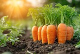 Fresh Carrots Growing in Fertile Soil in an Organic Garden During the Summer Season