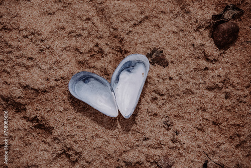 two shells in the shape of a heart