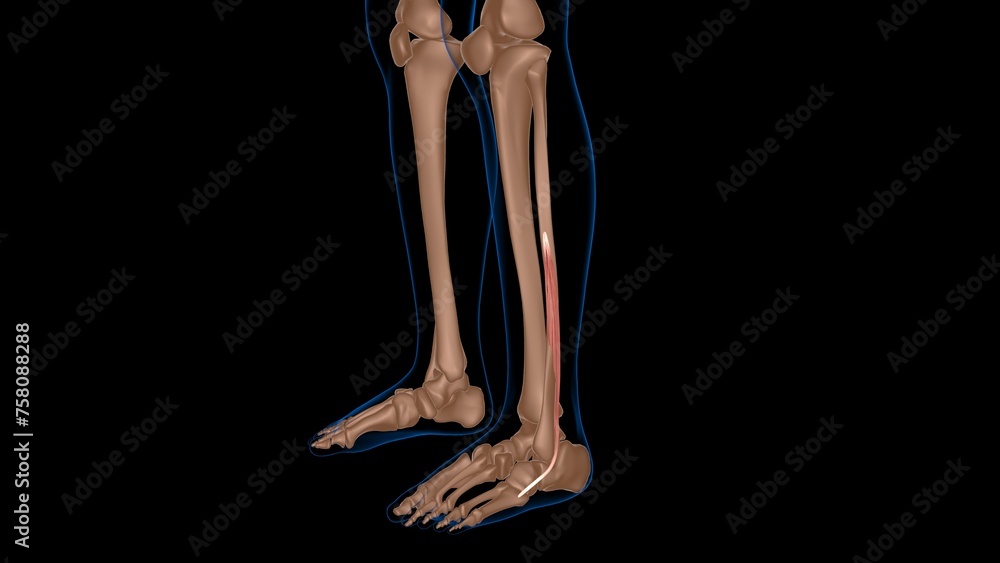 human female muscle anatomy for medical concept 3d rendering - obrazy, fototapety, plakaty 