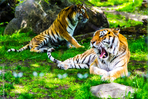 Fototapeta Naklejka Na Ścianę i Meble -  Granby, Canada - June 8 2019: Tiger in Granby Zoo