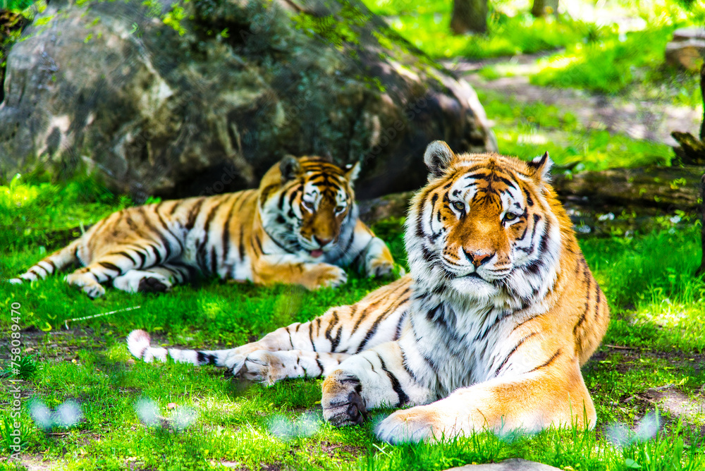 Granby, Canada - June 8 2019: Tiger in Granby Zoo Granby, Canada - June 8 2019: Tiger in Granby Zoo