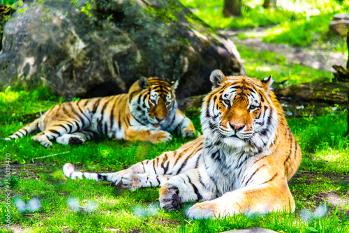 Granby  Canada - June 8 2019  Tiger in Granby Zoo