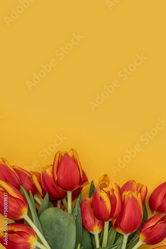 Bouquet of beautiful tulips on a yellow background.