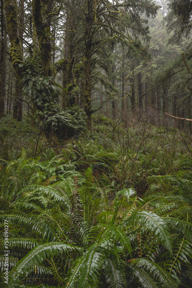 Obraz premium A forest with a lot of green plants and moss