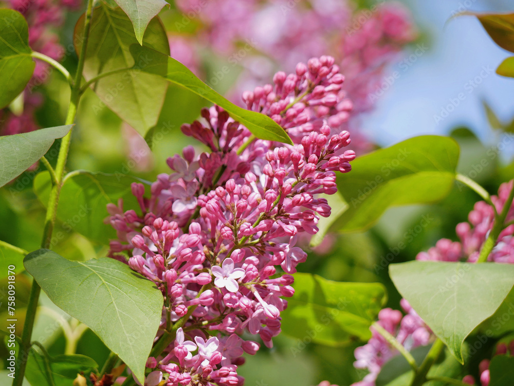 Lilac Syringa blooms in spring in Turkenschanz Park, Wien. Rare flower with five petals for good luck Lilac Syringa blooms in spring in Turkenschanz Park, Wien. Rare flower with five petals for good luck