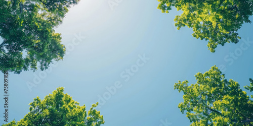 green leaves and sky  Clear blue sky and green trees seen from below. Carbon neutrality concept presented in a vertical format. Pictures for Earth Day or World Environment Day desktop backgrounds.