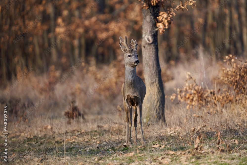 Roebuck with fluffy horns in the forest Roebuck with fluffy horns in the forest