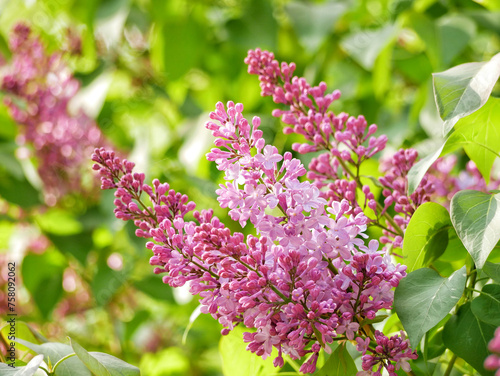 Lilac Syringa blooms in spring in Turkenschanz Park  Wien